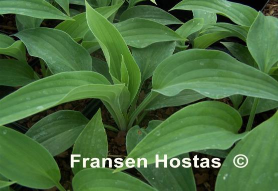 Hosta Stormy Seas